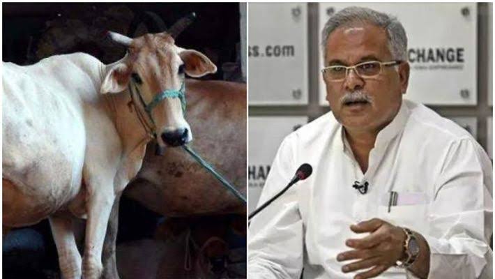 छत्तीसगढ़ में ग्रामीणों से खरीदा जाएगा 2 रुपए में गोबर, सरकार लेकर आई ये नई योजना
