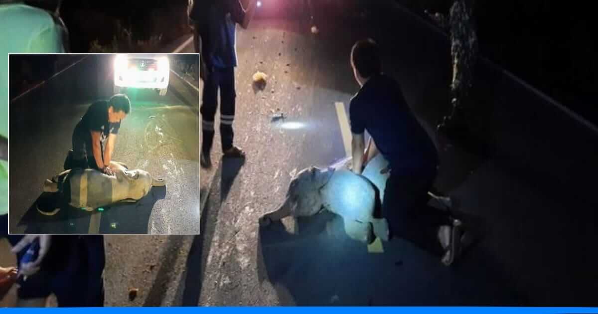 बाइक की टक्कर से घायल हुआ हाथी का बच्चा, ऑफ ड्यूटी सुरक्षाकर्मी ने बचाई जान,देखे वीडियो 1 बाइक की टक्कर से घायल हुआ हाथी का बच्चा, ऑफ ड्यूटी सुरक्षाकर्मी ने बचाई जान,देखे वीडियो