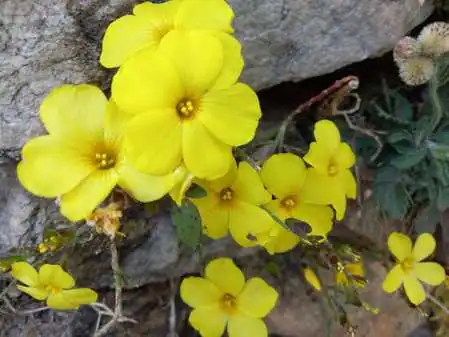 Phool Dei Festival 2022