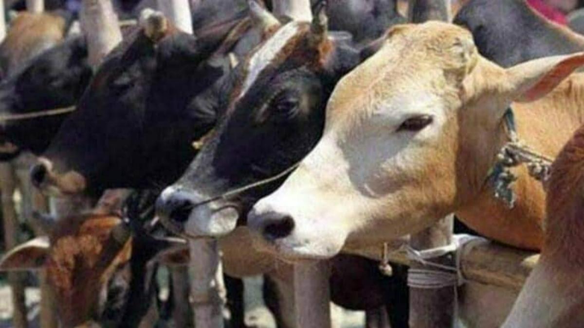 बड़ी खबर - मध्यप्रदेश में बेरहमी से की गई गायों की हत्या, सिर कटे 50 शव हुए बरामद, मचा हंगामा 2 Dead Body Of 50 Cows