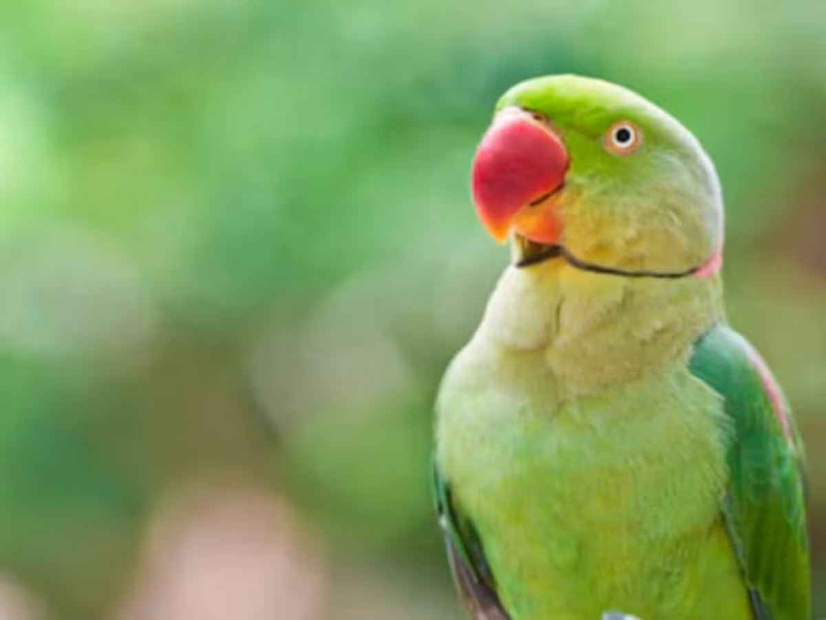 Parrot Missing