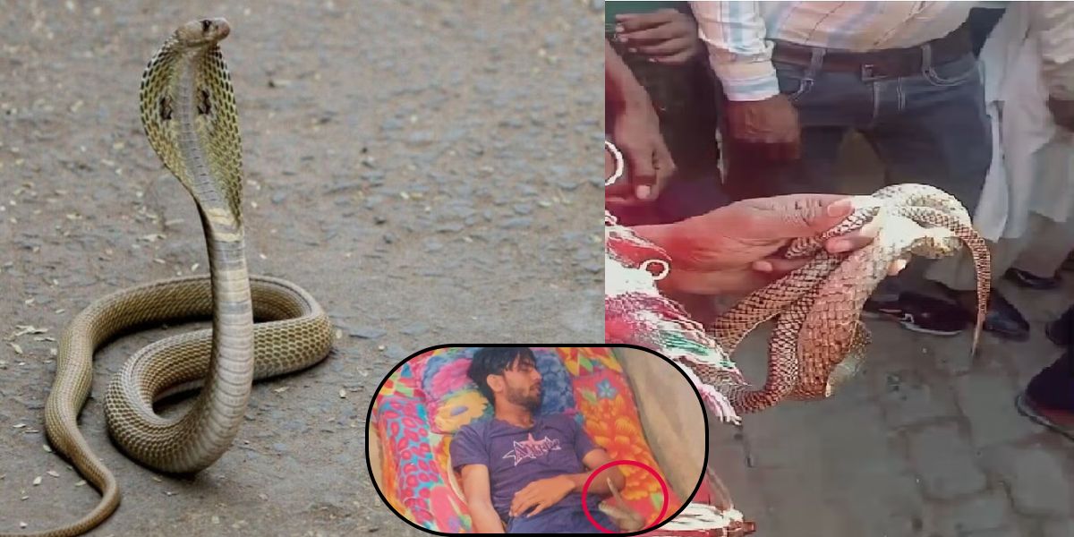 कोबरा सांप ने युवक से लिया पुराने जन्म का बदला, 10 बार काटा, फिर रात भर लाश के पास मनाया जश्न 1 A Cobra Snake Bite A Man 10 Times, Then Sat On The Corpse All Night