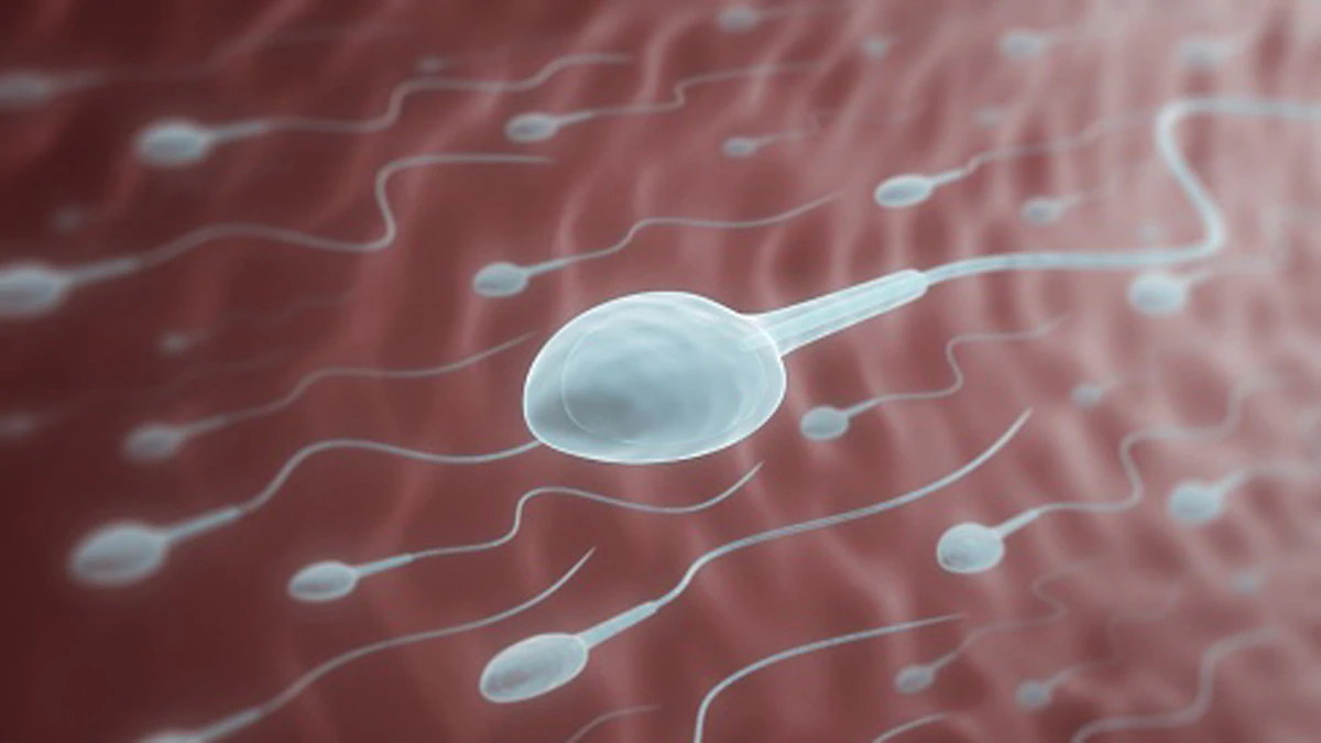 Sperm Race